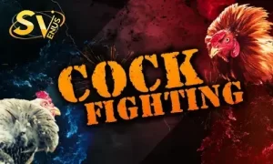 Jeetwin Cock fight